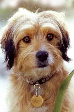 Photo of Benjean