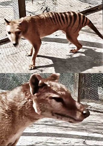 Poster for Tasmanian Tiger in Colour