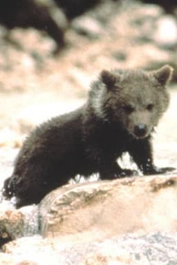 Photo of Douce the Bear