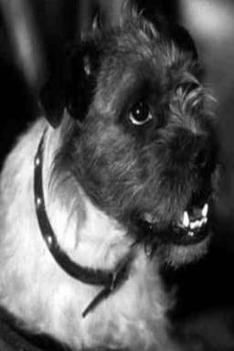 Photo of Zero the Dog