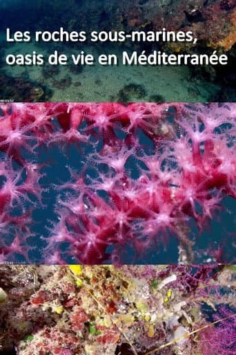 Poster for Les roches sous-marines, oasis de vie en Méditerranée