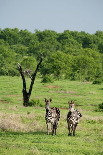 Poster for Amazing Wildlife of Botswana