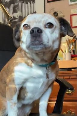 Photo of Dorothy the Dog