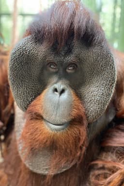 Photo of Sam the Orangutan