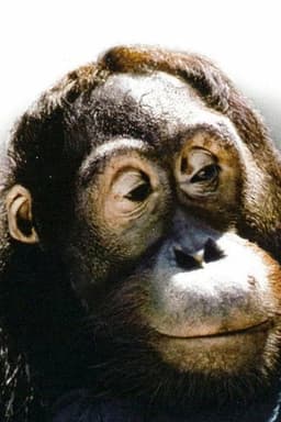 Photo of Manis
