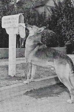 Photo of Flame the dog