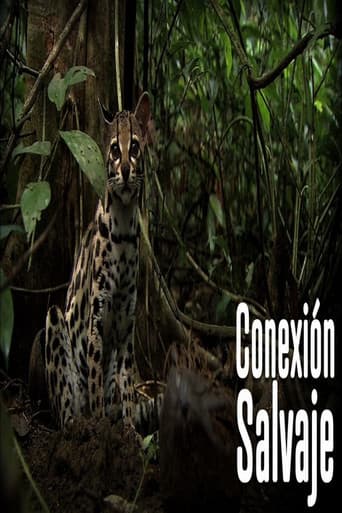 Poster for Wild Connection