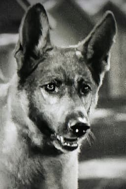 Photo of Grey Shadow
