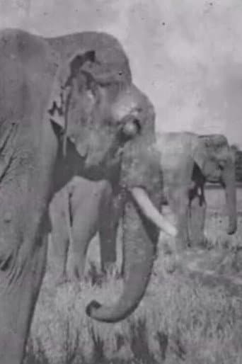 Poster for Land of the Elephants