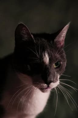Photo of Kitty