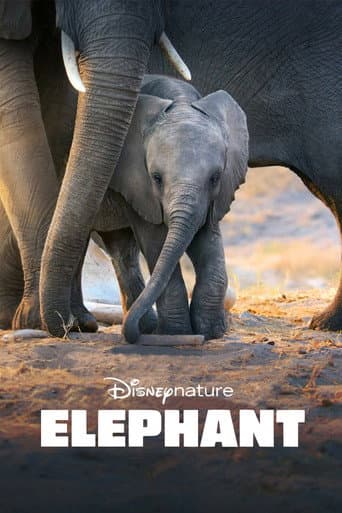 Poster for Elephant