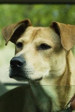 Photo of Lucy the Dog