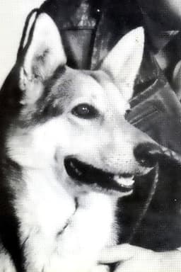 Photo of Cão King
