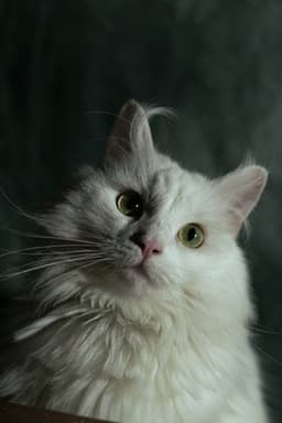 Photo of Coco