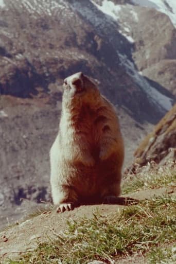 Poster for Marmot