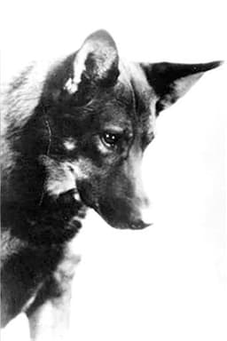 Photo of Rin-Tin-Tin