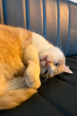 Photo of Osman The Cat