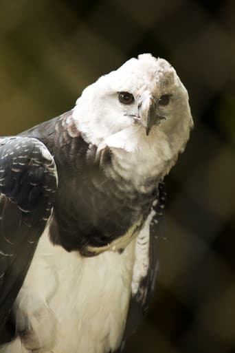 Poster for The Monkey-Eating Eagle of the Orinoco
