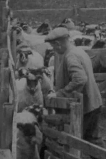 Poster for Blackfaced Sheep