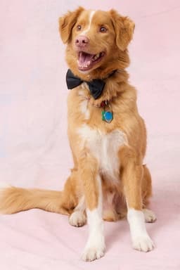 Photo of Indy