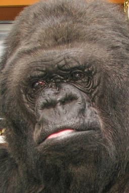 Photo of Koko