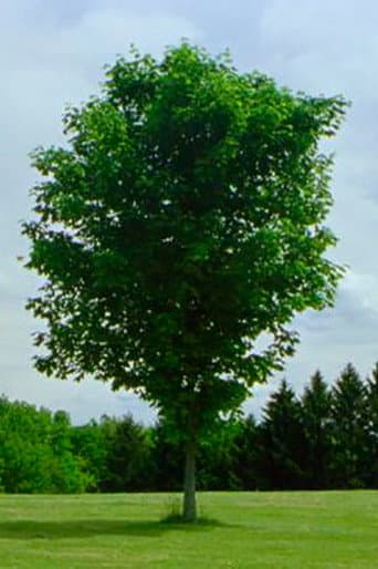 Poster for Tree