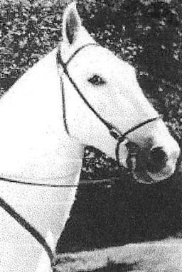 Photo of Silver King the Horse
