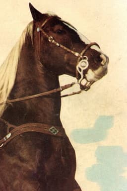 Photo of Koko