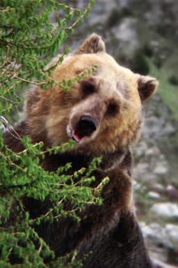 Photo of Bozo the Bear